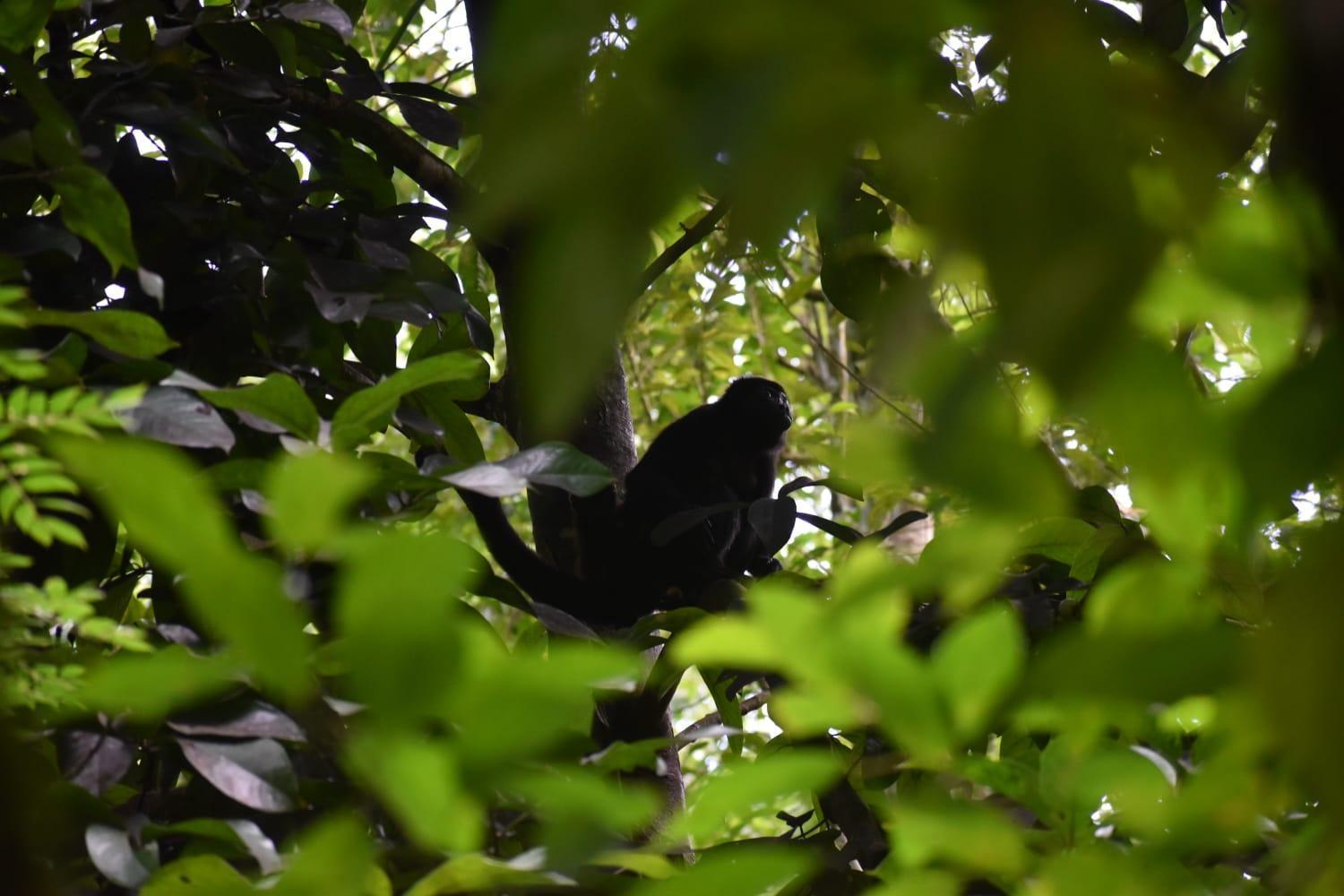 Sunshine Sanctuary Boutique Jungle Lodge มอนเตซูมา ภายนอก รูปภาพ